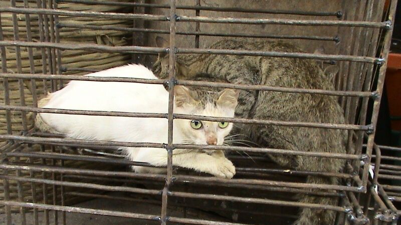 Файл:Cats before slaughter 03.JPG