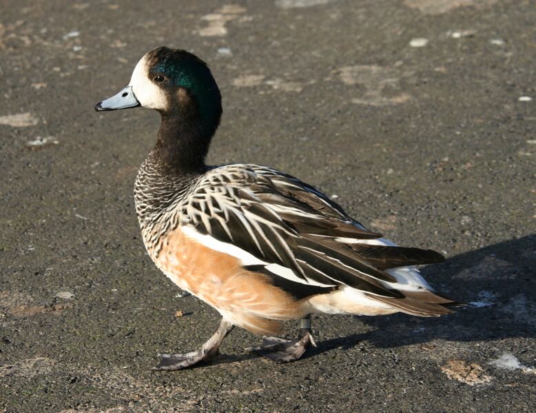 Файл:Chiole Wigeon.JPG