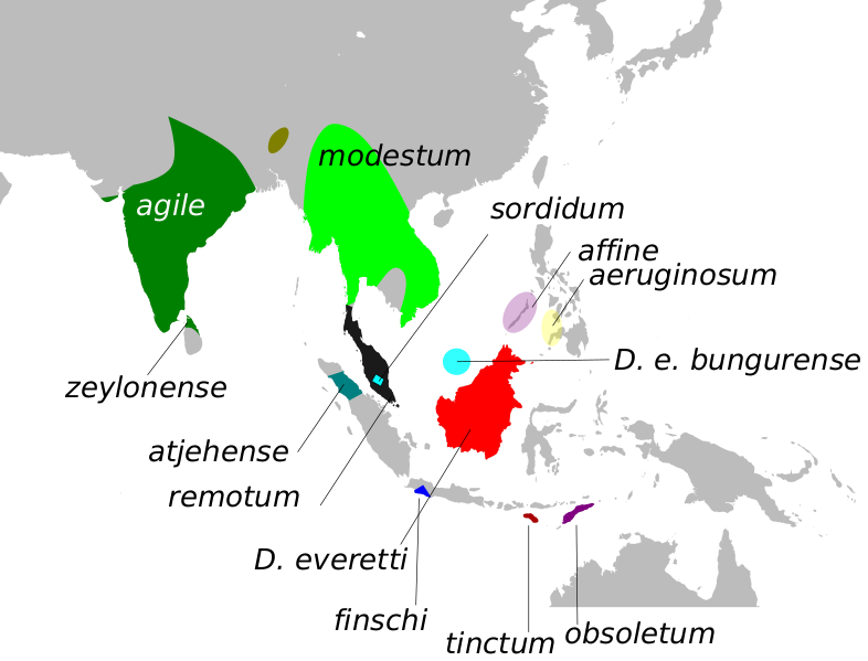 Файл:DicaeumAgileMap.svg