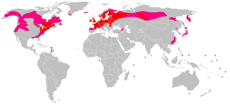 Файл:Drosera rotundifolia Distribution Map.png