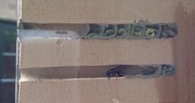 Ancistrocerus parietum