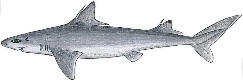 Файл:Squalus mitsukuri.JPG