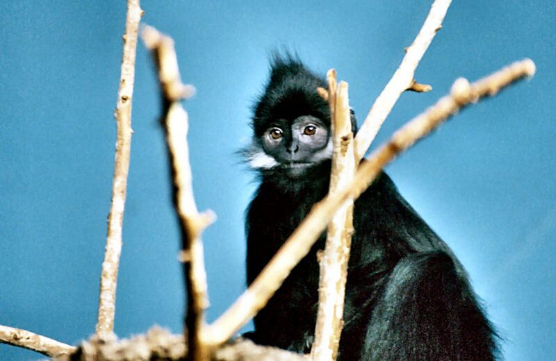 Файл:Trachypithecus francoisi 3398.jpg