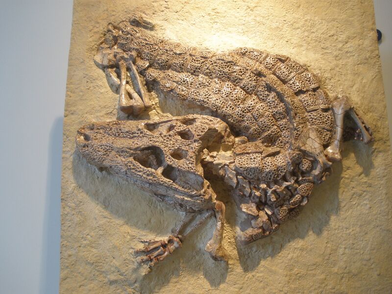 Файл:Alligator prenasalis.JPG