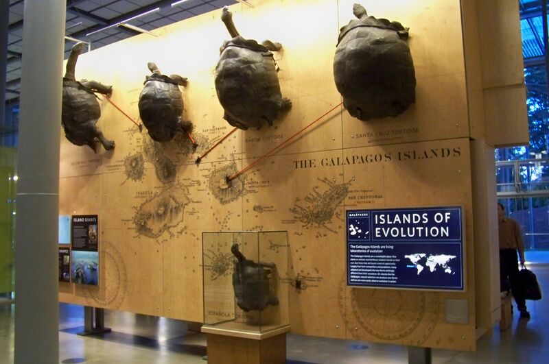 Файл:CAS-Galapagos Tortoise.JPG