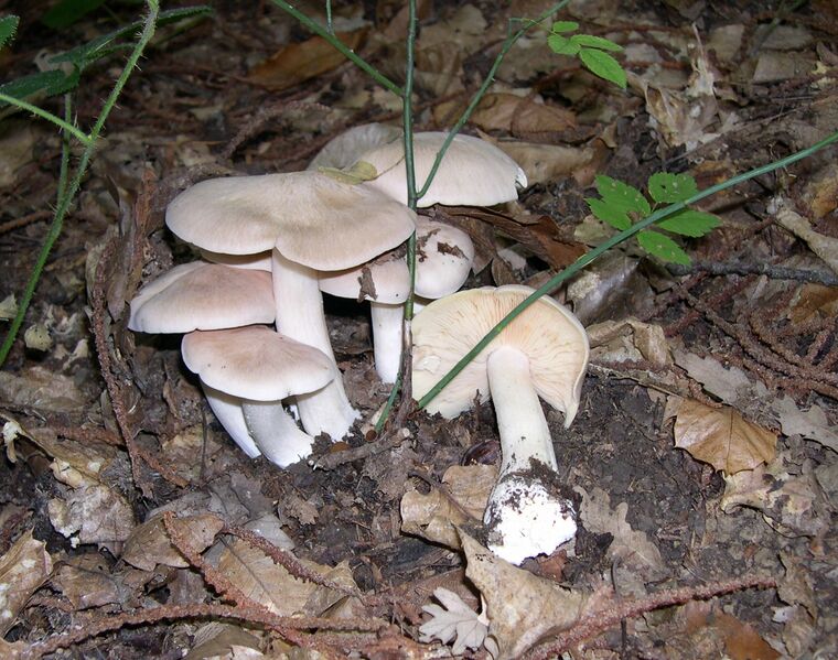 Файл:Entoloma sinuatum group.JPG