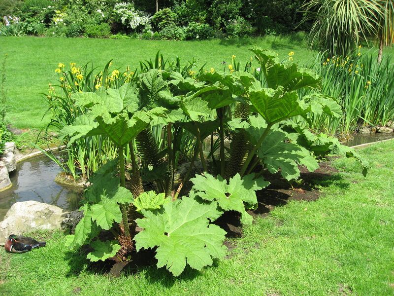 Файл:Gunnera manicata 01 by Line1.JPG