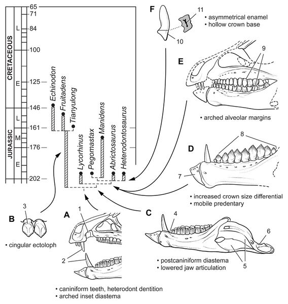 Файл:Heterodontosauridae evolution.jpg