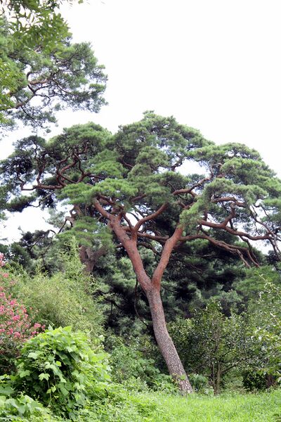 Файл:Pinus densiflora 02.JPG