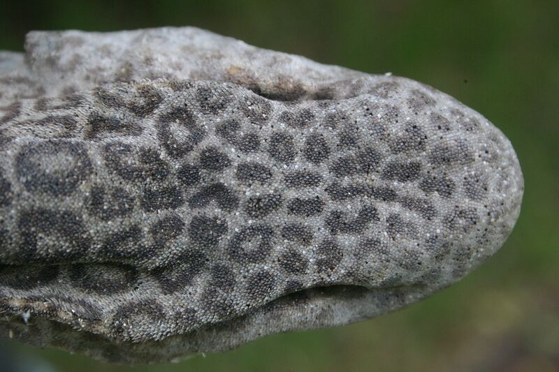 Файл:Poroderma pantherinum02.jpg
