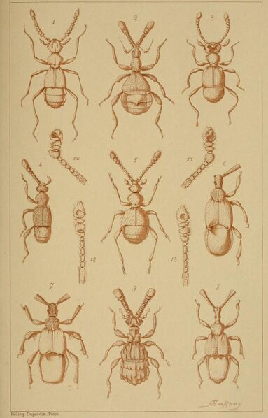 Файл:Pselaphidae.JPG