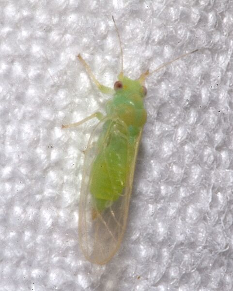 Файл:Psyllina spec..jpg