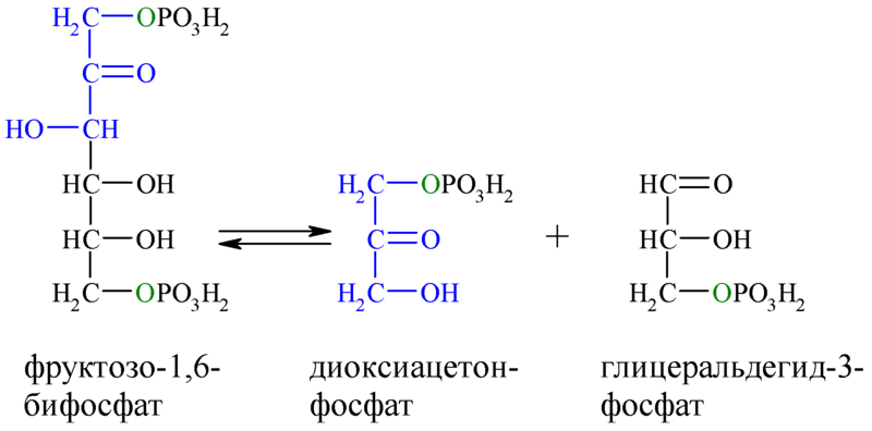 Файл:Reaction-F16BP-DOAP-GA3P.png