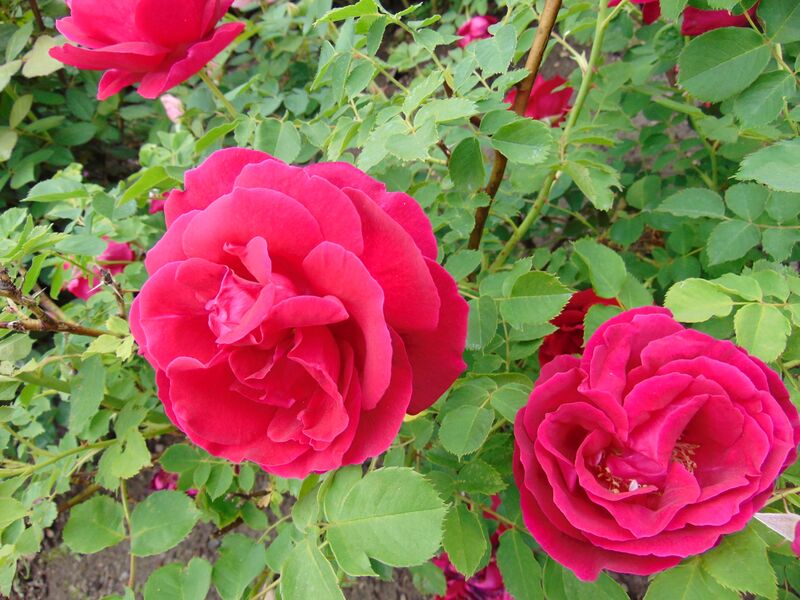 Файл:Rosa 'Cuthbert Grant' 1.jpg