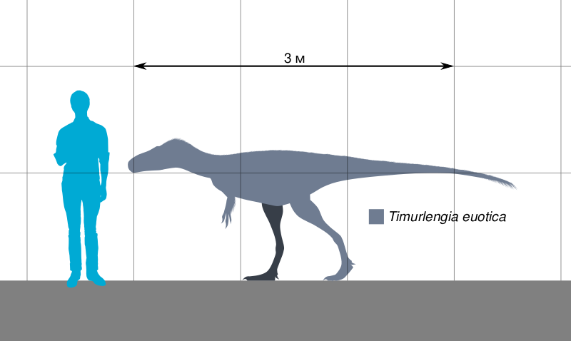Файл:Timurlengia Scale.svg