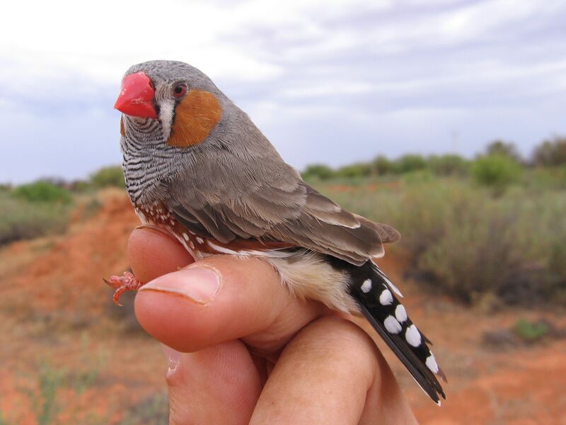 Файл:Zebra Finch in hand.JPG
