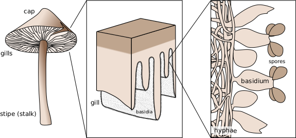 Файл:Basidium schematic.svg