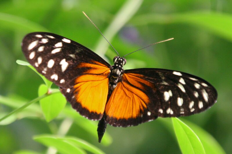 Файл:Heliconius hecale.JPG
