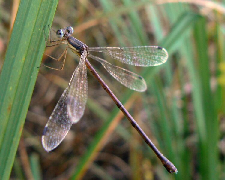 Файл:Lestes rectangularis 1.jpg