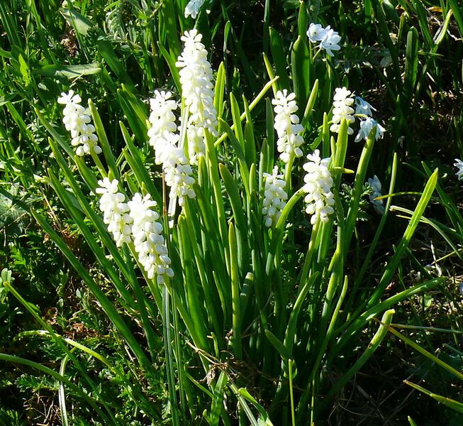 Файл:Muscari botryoides cv. Album.JPG