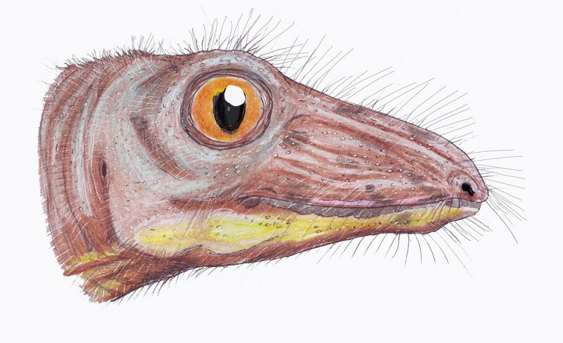 Файл:Nikkasaurus1DB.jpg