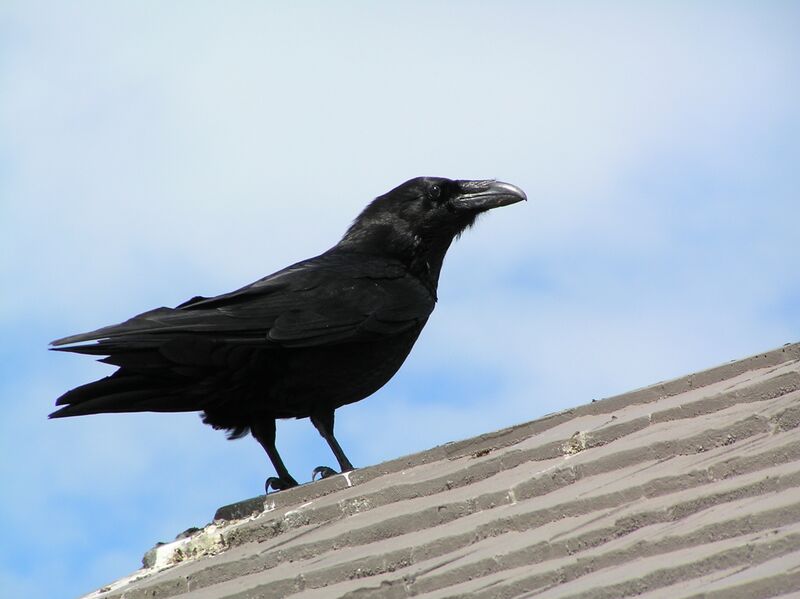 Файл:Raven.JPG