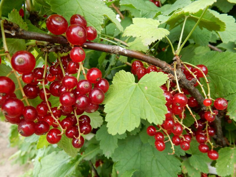 Файл:Red currant berries.JPG