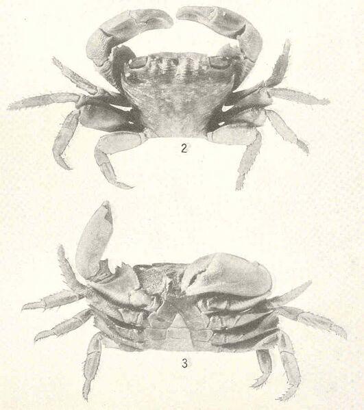 Файл:FMIB 43498 Pachygrapsus transversus.jpeg