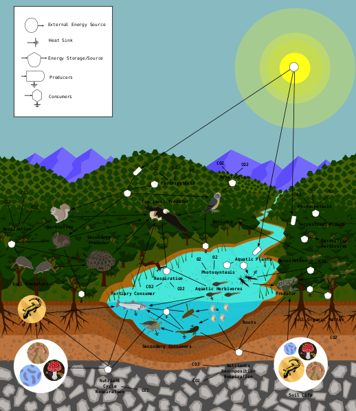 Файл:FoodWeb.svg
