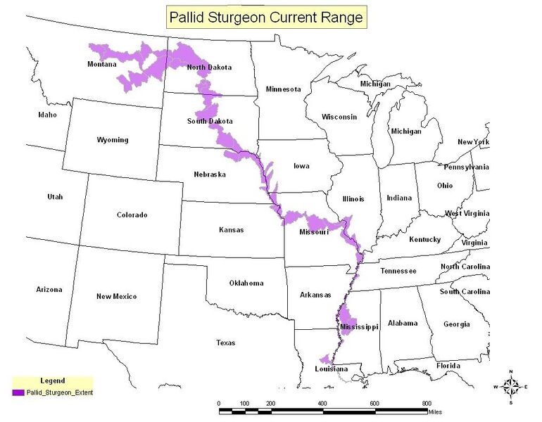 Файл:Pallid Sturgeon range map.JPG