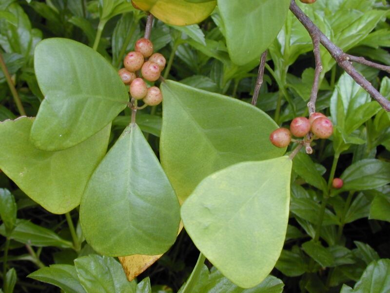 Файл:Starr 020227-0070 Ficus triangularis.jpg