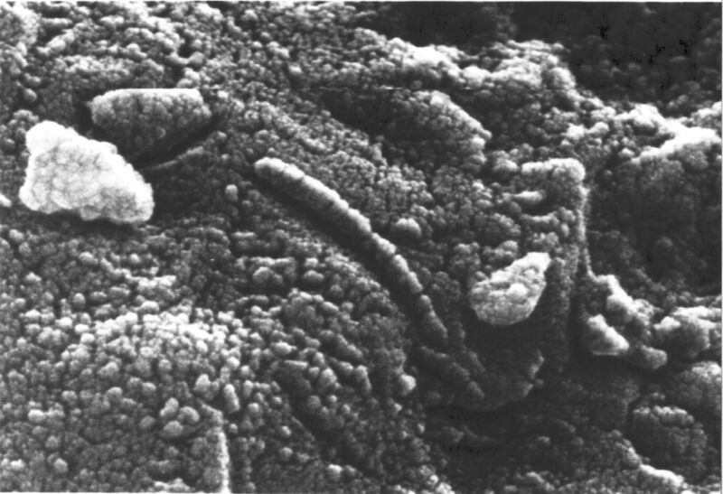 Файл:ALH84001 structures.jpg