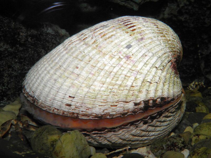 Файл:Anadara broughtonii.JPG