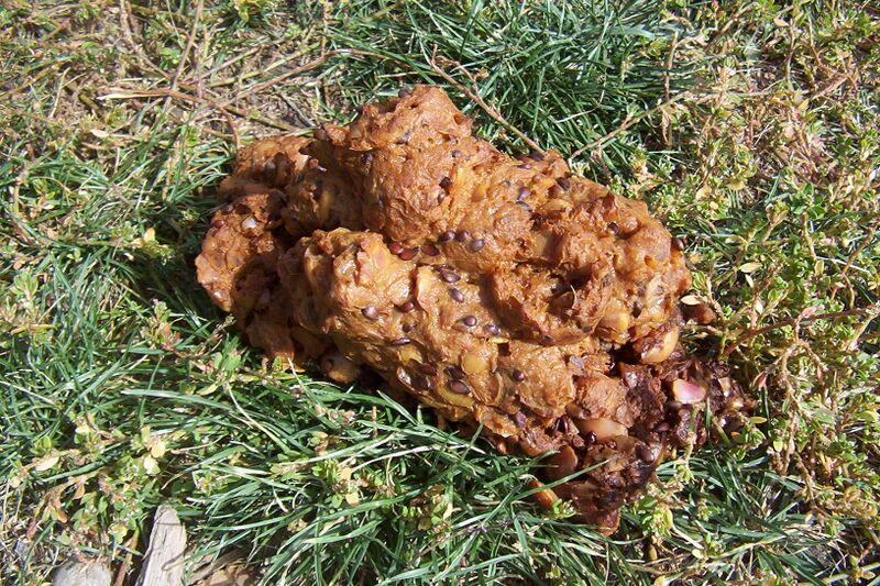 Файл:BearApplePoop.JPG