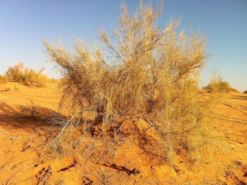 Файл:Haloxylon persicum.JPG