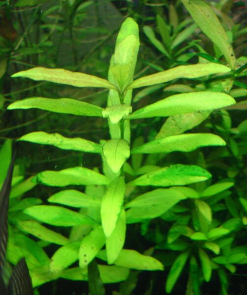 Файл:Hygrophila polysperma.JPG