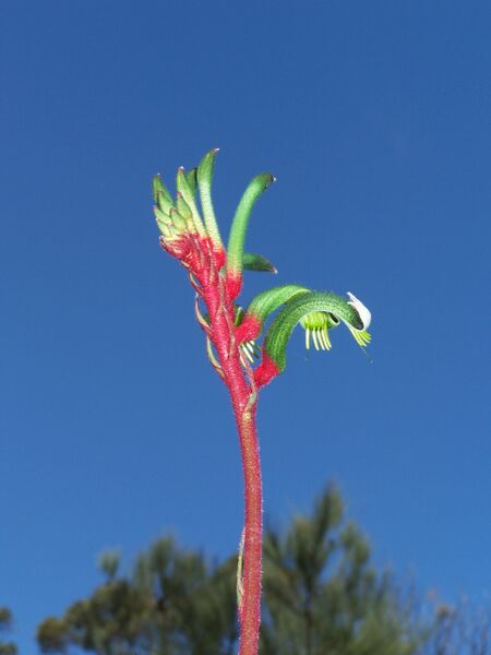 Файл:Kangaroo Paw.JPG