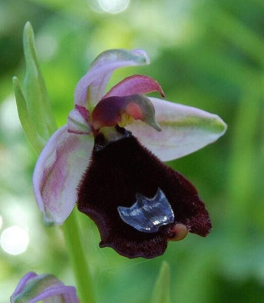 Файл:Ophrys bertolonii Ficuzza 0071.JPG