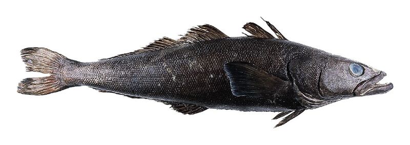 Файл:Toothfish.jpg