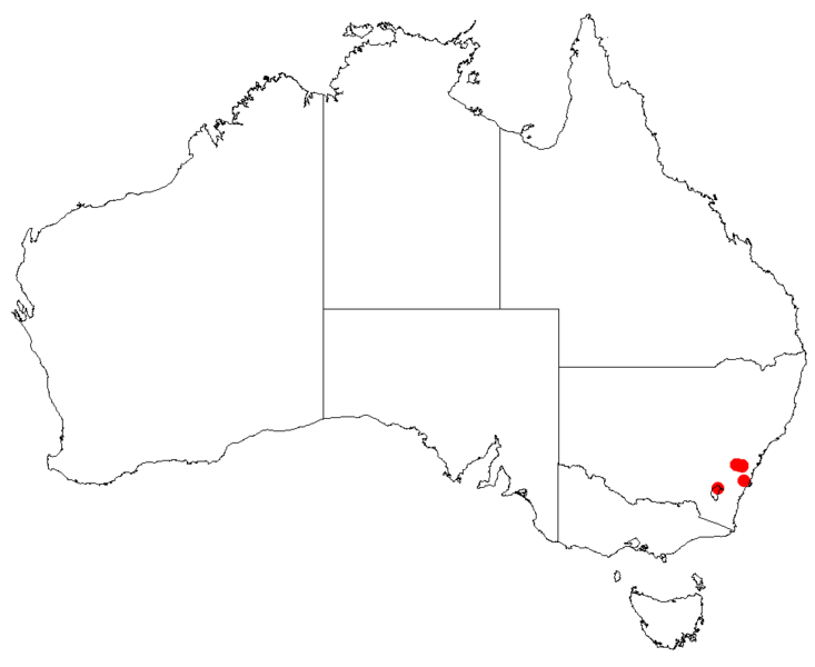 Файл:Hakea dohertyiDistMap39.png