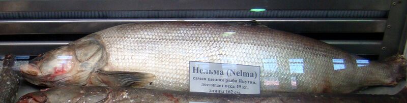 Файл:Nelma fish.JPG