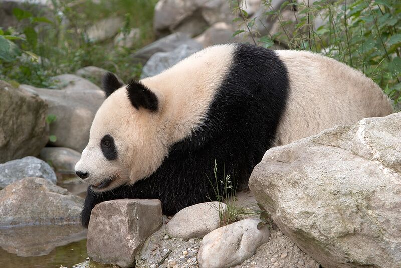 Файл:Panda Vienna.jpg