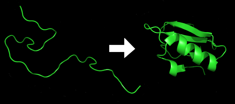 Файл:Protein folding.png