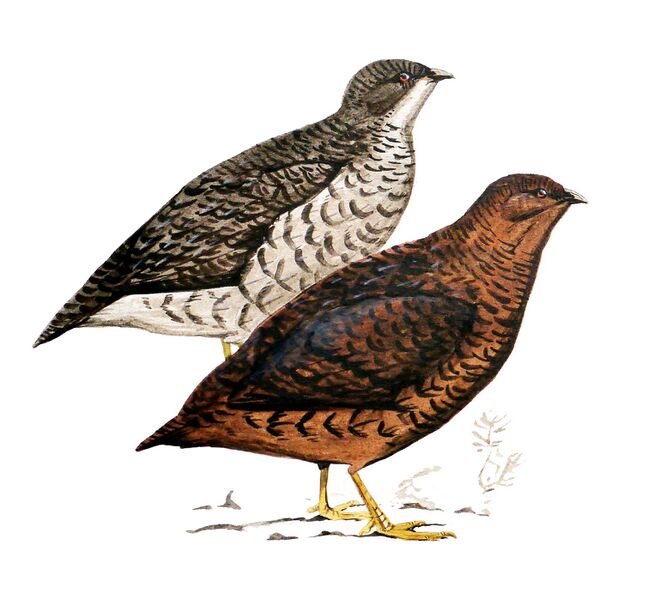 Файл:Snow Mountains Quail.JPG