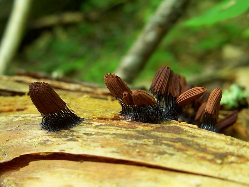 Файл:Stemonitis fusca 28Jun2011.jpg