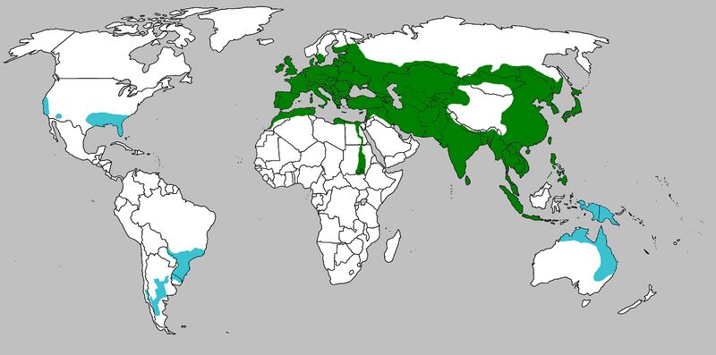 Файл:Sus scrofa range map.jpg