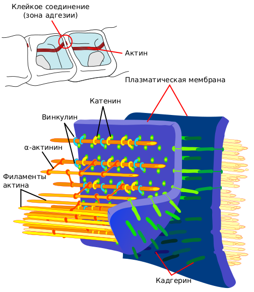 Файл:Adherens Junctions structural proteins-ru.svg