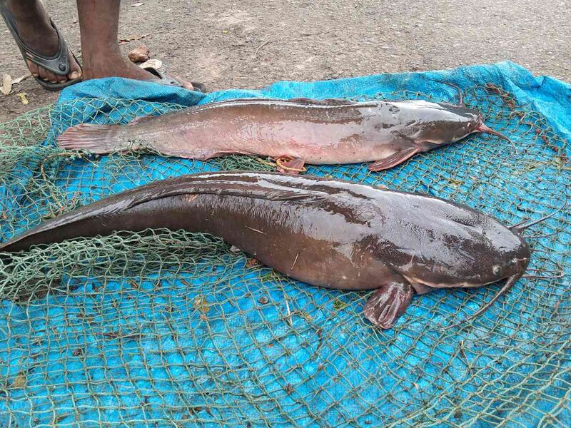 Файл:African Cat fish.jpg