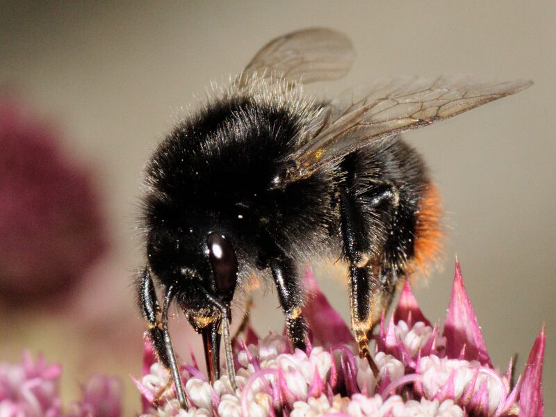 Файл:Bombus Lapidarius.JPG