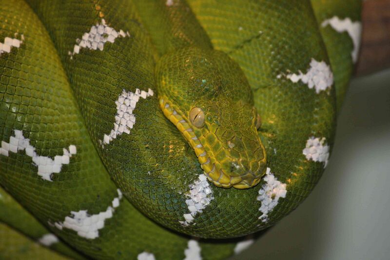 Файл:EmeraldTreeBoa2010.jpg